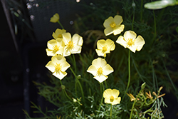 Tufted Poppy (Eschscholzia caespitosa) at Stonegate Gardens