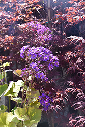 Giovanna's Select Senecio (Senecio stellata 'Giovanna's Select') at Lakeshore Garden Centres