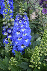 Delphina Light Blue White Bee Larkspur (Delphinium 'Delphina Light Blue White Bee') at A Very Successful Garden Center