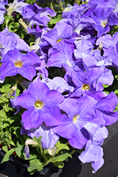 Dreams Sky Blue Petunia (Petunia 'PAS320601') at Lakeshore Garden Centres