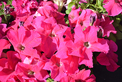 Limbo Rose Petunia (Petunia 'Limbo Rose') at Lakeshore Garden Centres