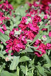 Vintage Red Stock (Matthiola incana 'Vintage Red') at Lakeshore Garden Centres