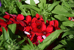 21st Century Scarlet Phlox (Phlox drummondii '21st Century Scarlet') at Lakeshore Garden Centres
