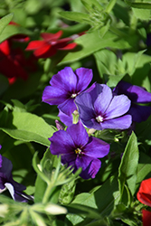 21st Century Blue Phlox (Phlox drummondii '21st Century Blue') at Lakeshore Garden Centres