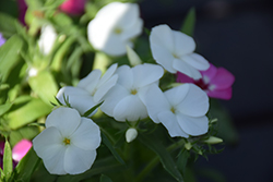 21st Century White Phlox (Phlox drummondii '21st Century White') at Lakeshore Garden Centres