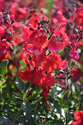 Radio Red Autumn Sage (Salvia greggii 'Radio Red') at Lakeshore Garden Centres