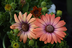 Serenity Coral Magic African Daisy (Osteospermum 'Balsercoric') at Lakeshore Garden Centres