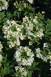 Vanessa Compact Lime Verbena (Verbena 'Vanessa Compact Lime') at Lakeshore Garden Centres