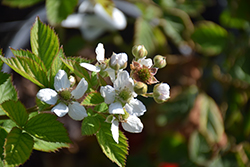 Triple Crown Blackberry (Rubus 'Triple Crown') at A Very Successful Garden Center