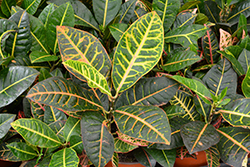 Petra Variegated Croton (Codiaeum variegatum 'Petra') at Lakeshore Garden Centres