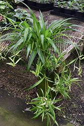 Hawaiian Spider Plant (Chlorophytum comosum 'Hawaiian') at Stonegate Gardens