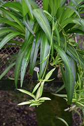 Hawaiian Spider Plant (Chlorophytum comosum 'Hawaiian') at Stonegate Gardens