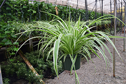 Reverse Variegated Spider Plant (Chlorophytum comosum 'Reverse Variegatum') at Stonegate Gardens