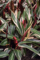 Triostar Stromanthe (Stromanthe sanguinea 'Triostar') at Lakeshore Garden Centres