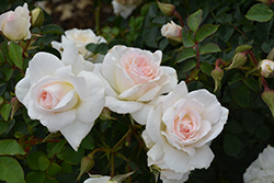 New Dawn Rose (Rosa 'New Dawn') at Lakeshore Garden Centres