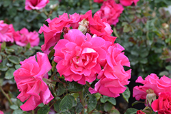 Brindabella Purple Prince Rose (Rosa 'GRAppl') at Lakeshore Garden Centres