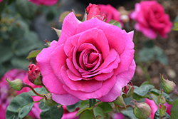 Brindabella Purple Prince Rose (Rosa 'GRAppl') at Lakeshore Garden Centres