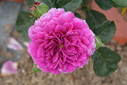 Sultry Night Rose (Rosa 'Sultry Night') at Lakeshore Garden Centres