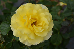 Sparkle And Shine Rose (Rosa 'WEKjunjuc') at Stonegate Gardens
