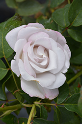 Stainless Steel Rose (Rosa 'WEKblusi') at Stonegate Gardens