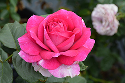 Perfume Factory Rose (Rosa 'WEKnewibpusbi') at Stonegate Gardens