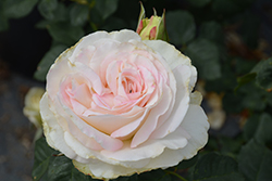 Shirley's Bouquet Rose (Rosa 'Shirley's Bouquet') at Lakeshore Garden Centres