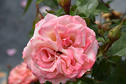 Pinkerbelle Rose (Rosa 'Meivanae') at Stonegate Gardens