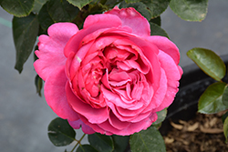 Yves Piaget Rose (Rosa 'Meivildo') at Lakeshore Garden Centres