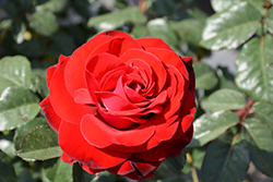 Forever Yours Rose (Rosa 'Forever Yours') at Lakeshore Garden Centres