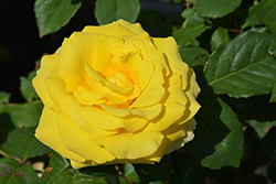 Phyllis Diller Rose (Rosa 'WEDjojojap') at Lakeshore Garden Centres