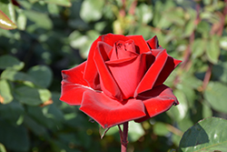 Forever Yours Rose (Rosa 'Forever Yours') at Lakeshore Garden Centres