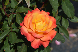 Rio Samba Rose (Rosa 'Rio Samba') at Stonegate Gardens