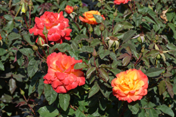 Rio Samba Rose (Rosa 'Rio Samba') at Stonegate Gardens