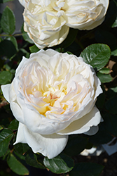 Bolero Rose (Rosa 'Meidelweis') at Stonegate Gardens