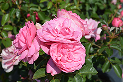 Leonardo Da Vinci Rose (Rosa 'Meideauri') at Stonegate Gardens