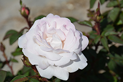 Pearlescent Rose (Rosa 'RADfragwhite') at Lakeshore Garden Centres