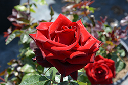 Black Magic Rose (Rosa 'Black Magic') at Lakeshore Garden Centres