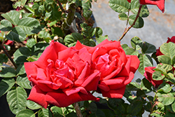 Red Masterpiece Rose (Rosa 'JACder') at Lakeshore Garden Centres