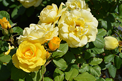 Phyllis Diller Rose (Rosa 'WEDjojojap') at Lakeshore Garden Centres
