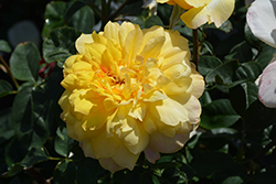 Gold Glow Rose (Rosa 'Gold Glow') at Lakeshore Garden Centres