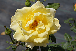New Day Rose (Rosa 'KORgold') at Lakeshore Garden Centres