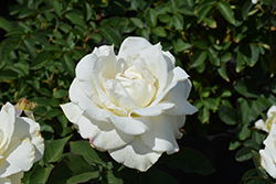John F. Kennedy Rose (Rosa 'JFK') at Stonegate Gardens