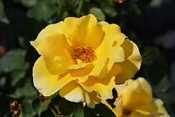 Midas Touch Rose (Rosa 'Midas Touch') at Stonegate Gardens