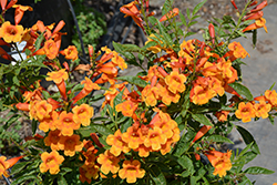 Oompa Loompa Esperanza (Tecoma 'Oompa Loompa') at Lakeshore Garden Centres