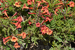 Red Hot Esperanza (Tecoma 'Red Hot') at Lakeshore Garden Centres
