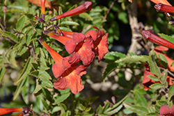 Red Hot Esperanza (Tecoma 'Red Hot') at Lakeshore Garden Centres