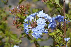 Imperial Blue Plumbago (Plumbago auriculata 'Imperial Blue') at Stonegate Gardens