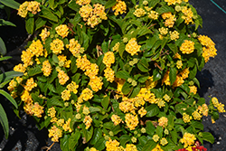 Lucky Yellow Lantana (Lantana camara 'Balucimyel') at Stonegate Gardens