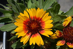 Galya Blazing Sun Blanket Flower (Gaillardia x grandiflora 'Galya Blazing Sun') at A Very Successful Garden Center
