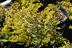 Ascot Rainbow Variegated Spurge (Euphorbia 'Ascot Rainbow') at Lakeshore Garden Centres